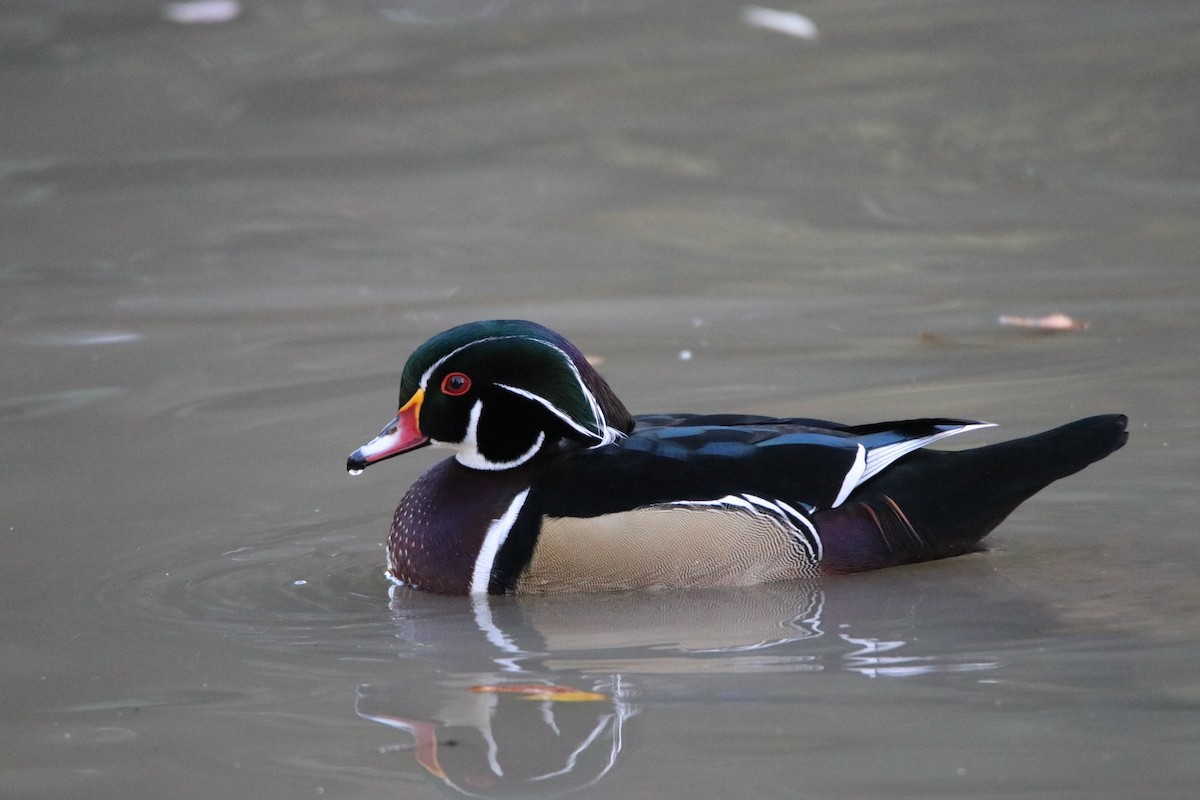 Wood Duck - ML644345671