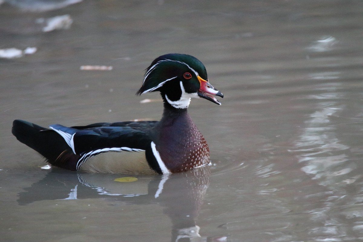 Wood Duck - ML644345672