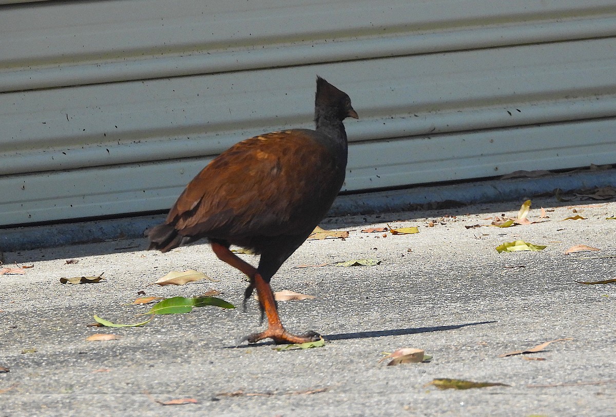 Mégapode de Reinwardt - ML644345677