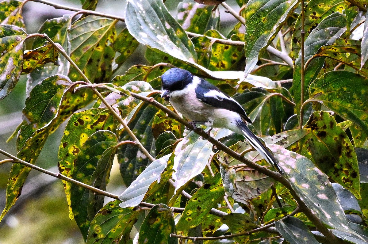 Bar-winged Flycatcher-shrike - ML644345678