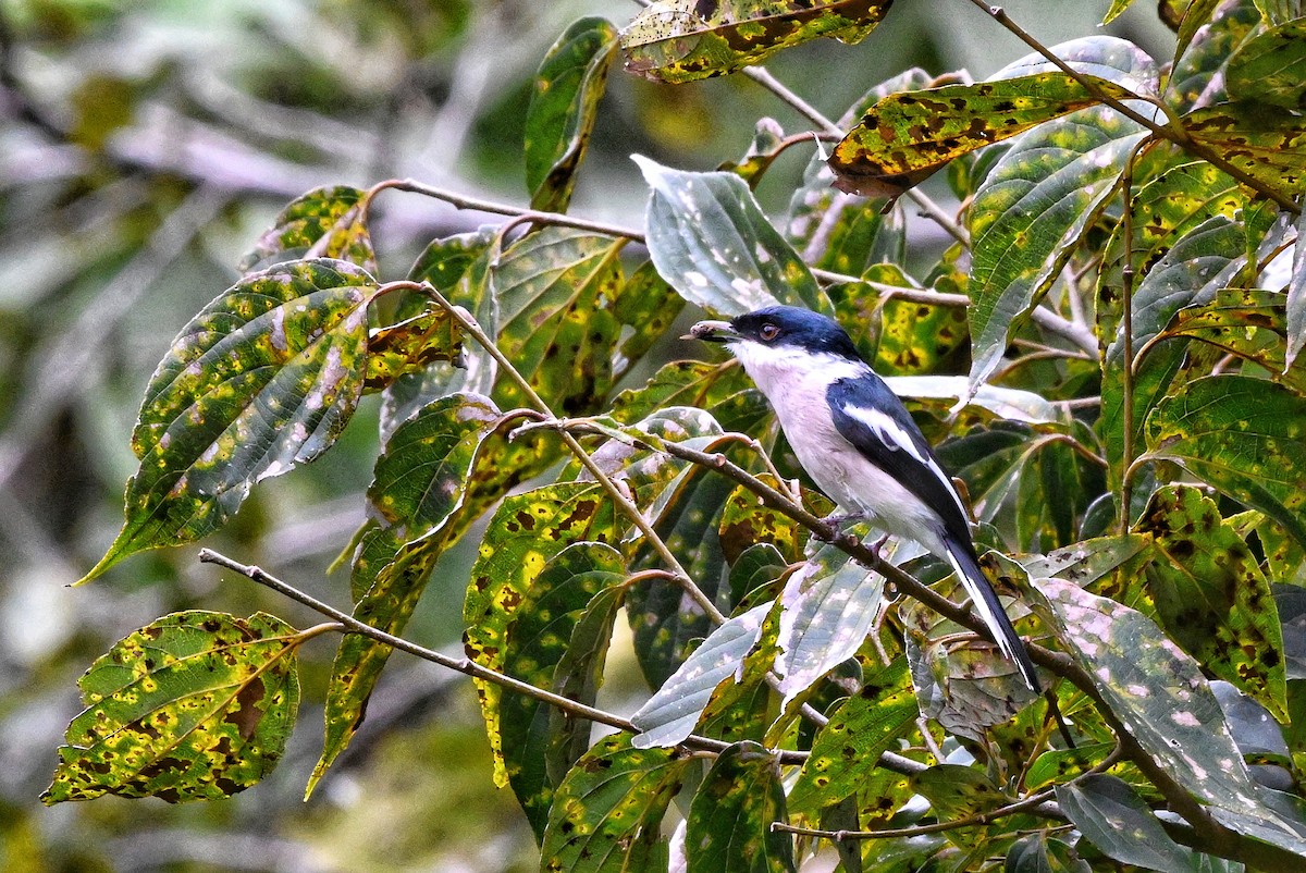 Bar-winged Flycatcher-shrike - ML644345679