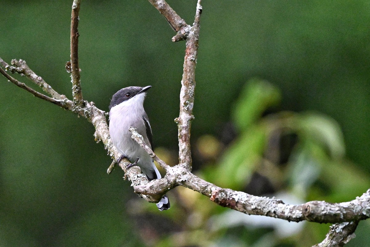 Bar-winged Flycatcher-shrike - ML644345680