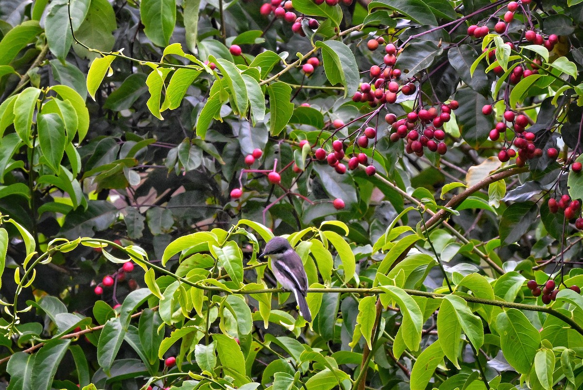 Bar-winged Flycatcher-shrike - ML644345681