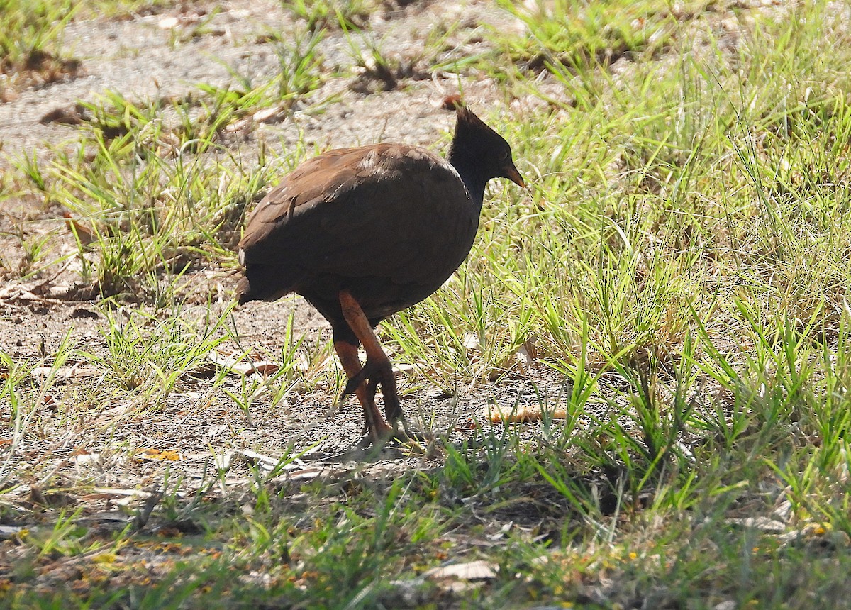 Mégapode de Reinwardt - ML644345692