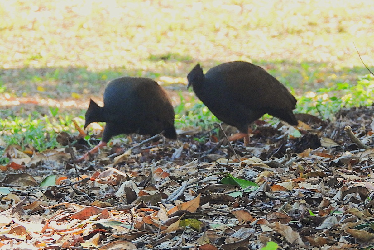 Mégapode de Reinwardt - ML644345693