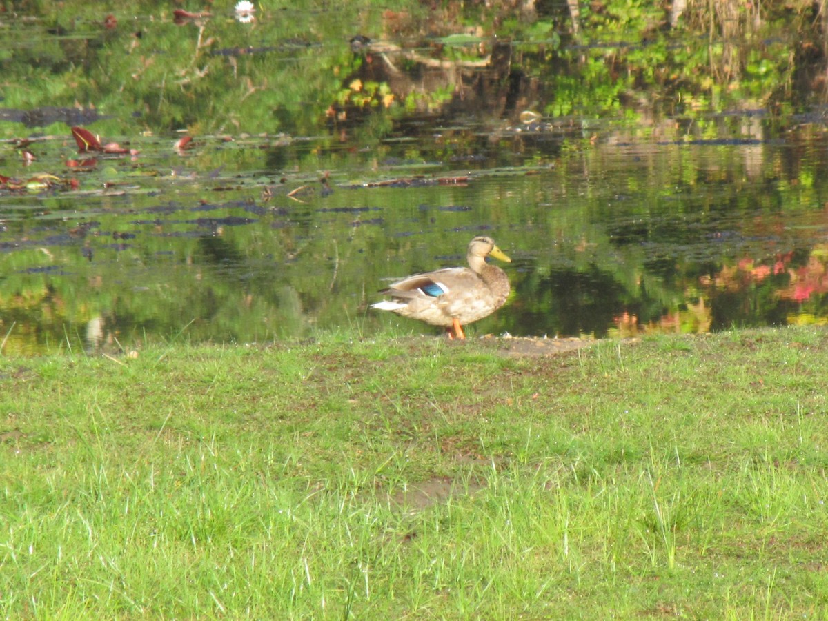 Canard colvert - ML644345695