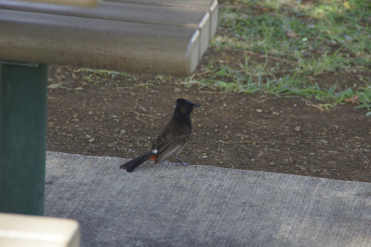 Red-vented Bulbul - ML644345701