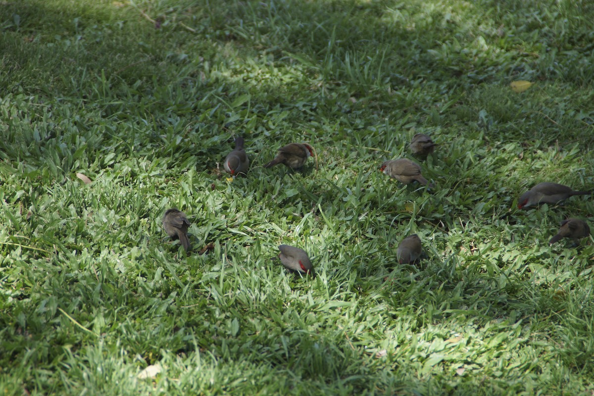 橫斑梅花雀 - ML644345715