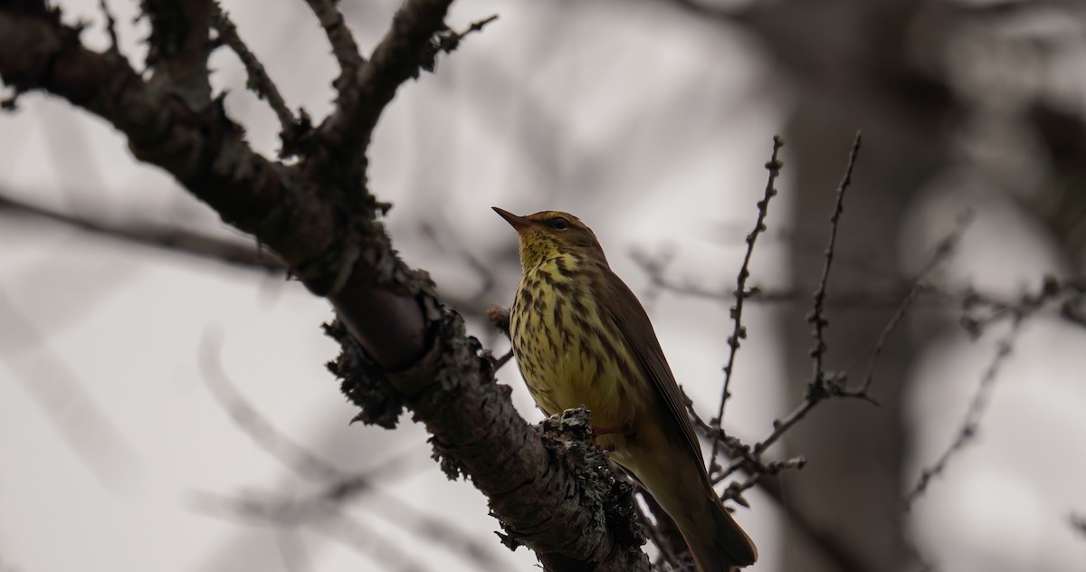 Northern Waterthrush - ML644345718