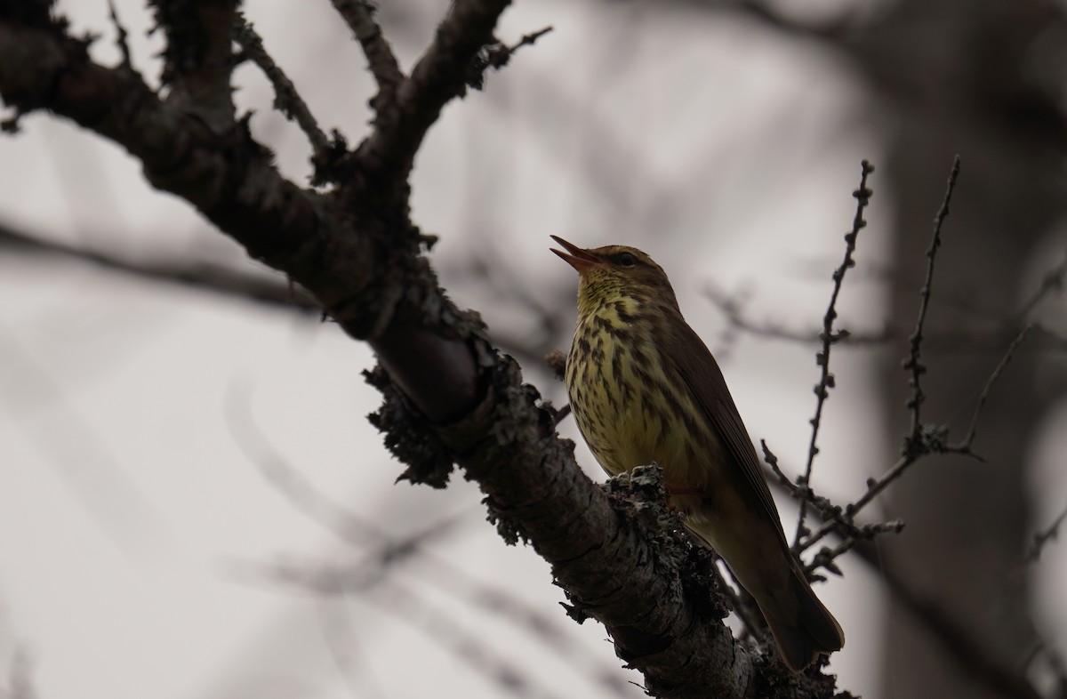 Northern Waterthrush - ML644345719