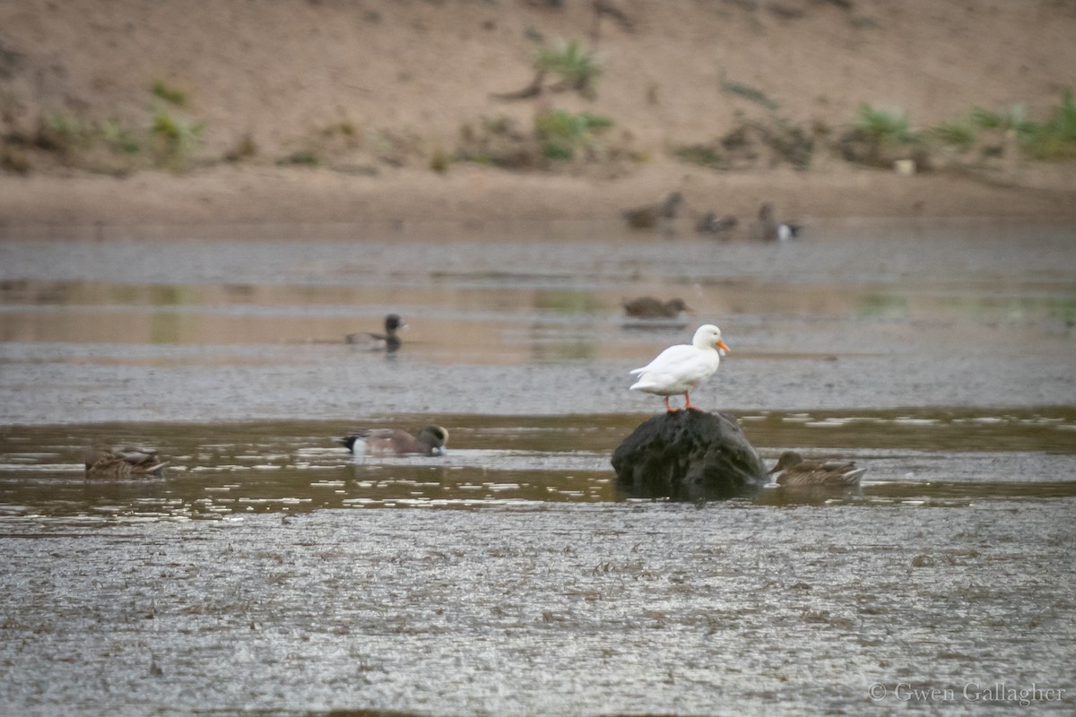 Canard colvert (forme domestique) - ML644345729