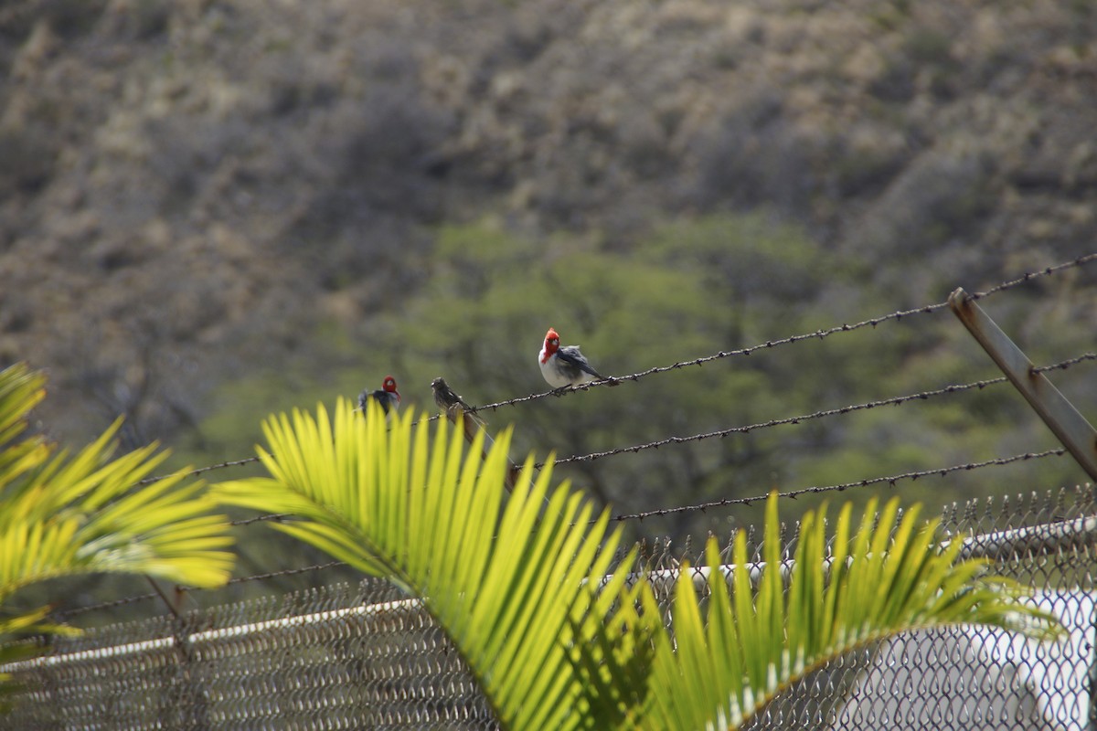 Red-crested Cardinal - ML644345732
