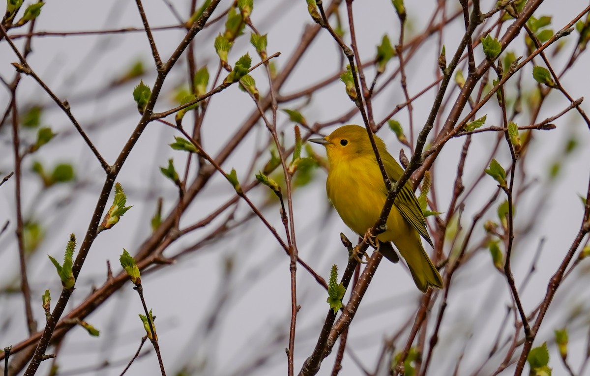 Sarı Ötleğen - ML644345739