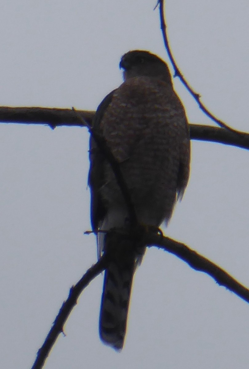 Sharp-shinned/Cooper's Hawk - ML644345740