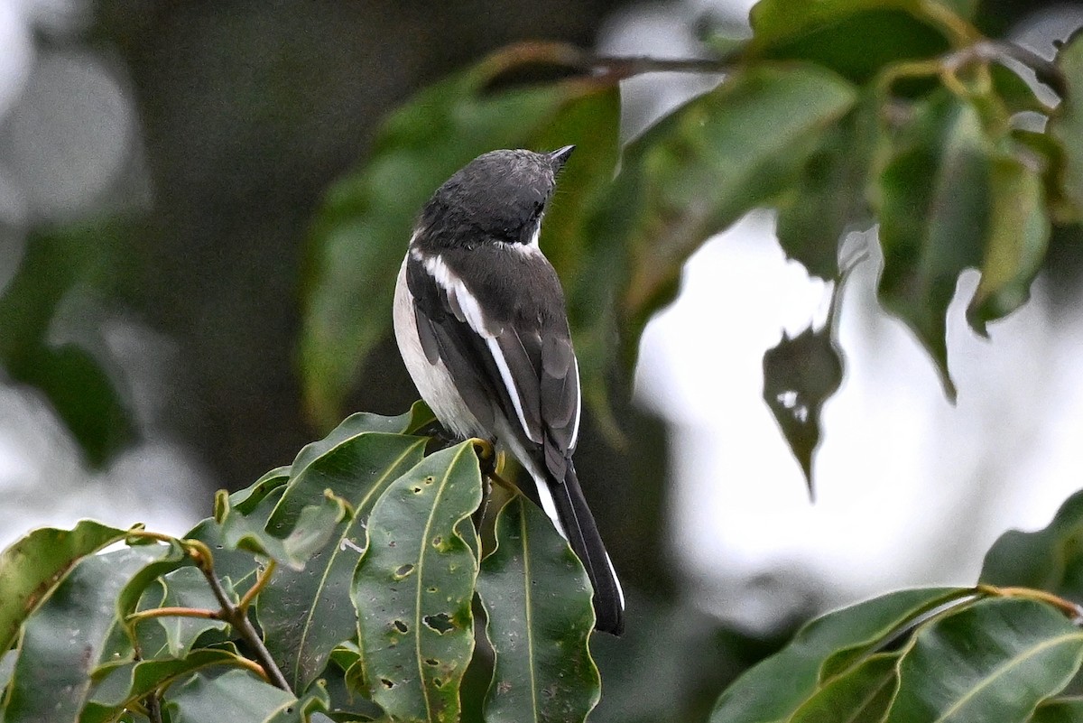Bar-winged Flycatcher-shrike - ML644345749