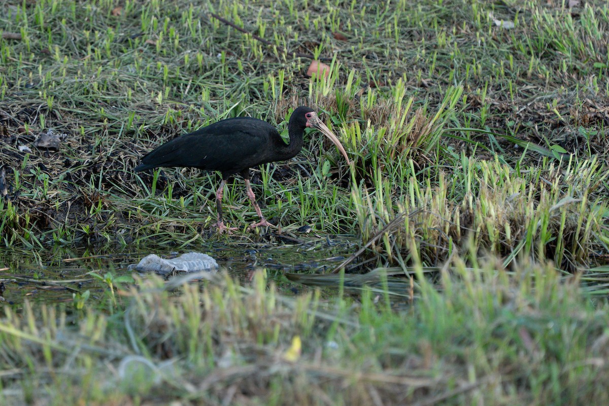 Bare-faced Ibis - ML644345762