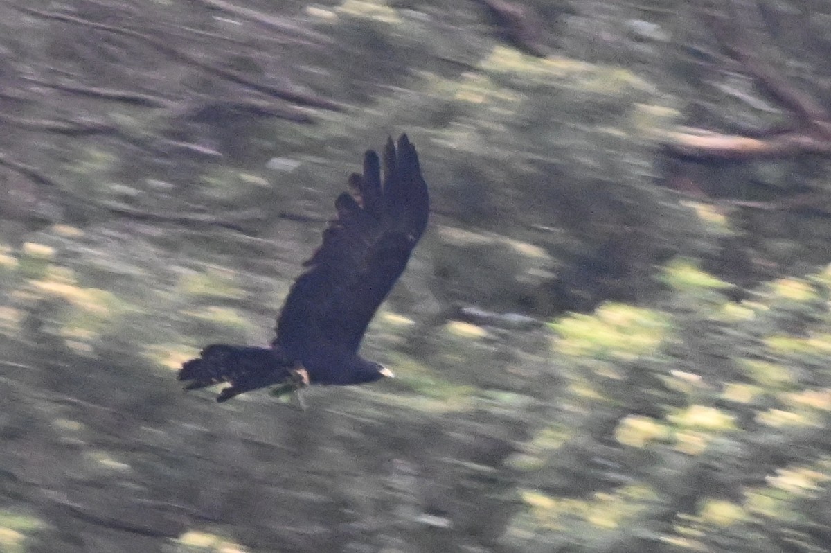 Орел чорний - ML644345765