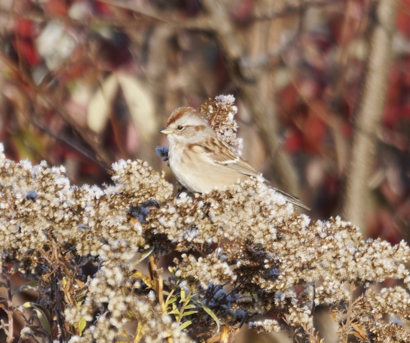 Пасовник північний - ML644345767