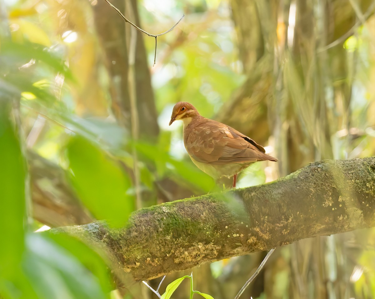 holub hnědočervený - ML644345773