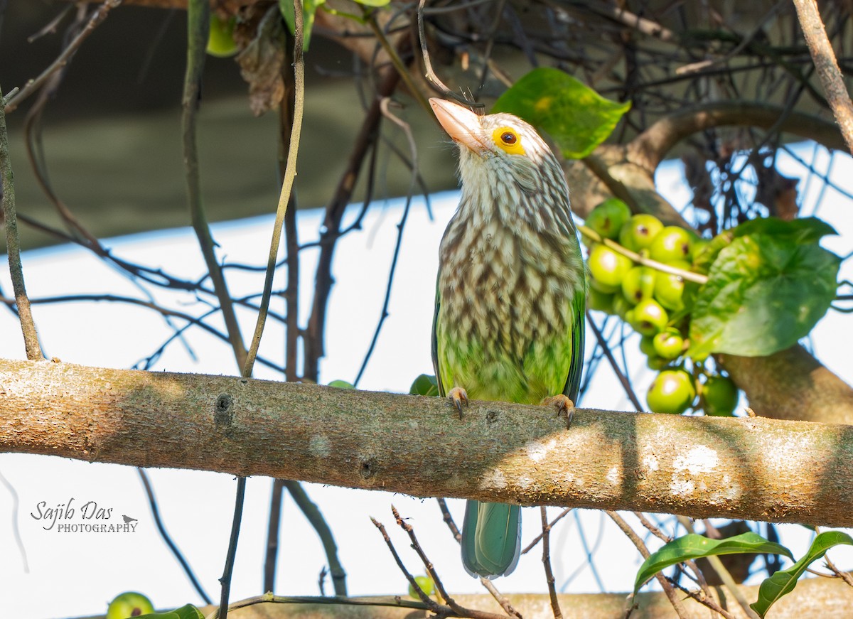 シロボシオオゴシキドリ - ML644345774