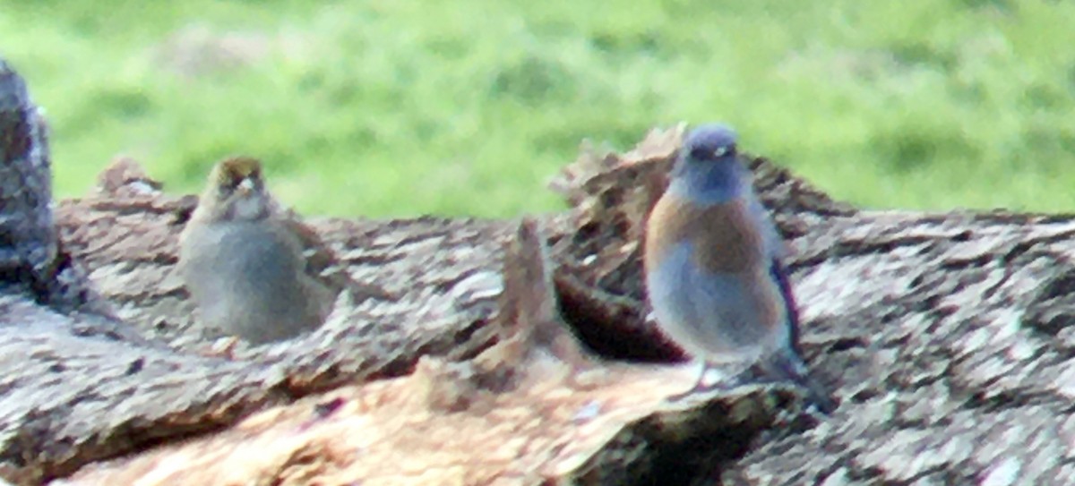 Western Bluebird - ML644345777