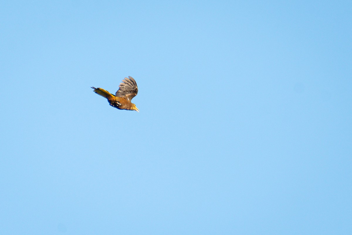 Russet-backed Oropendola - ML644345779