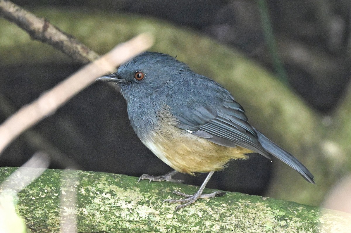 nilgiriskvett - ML644345780