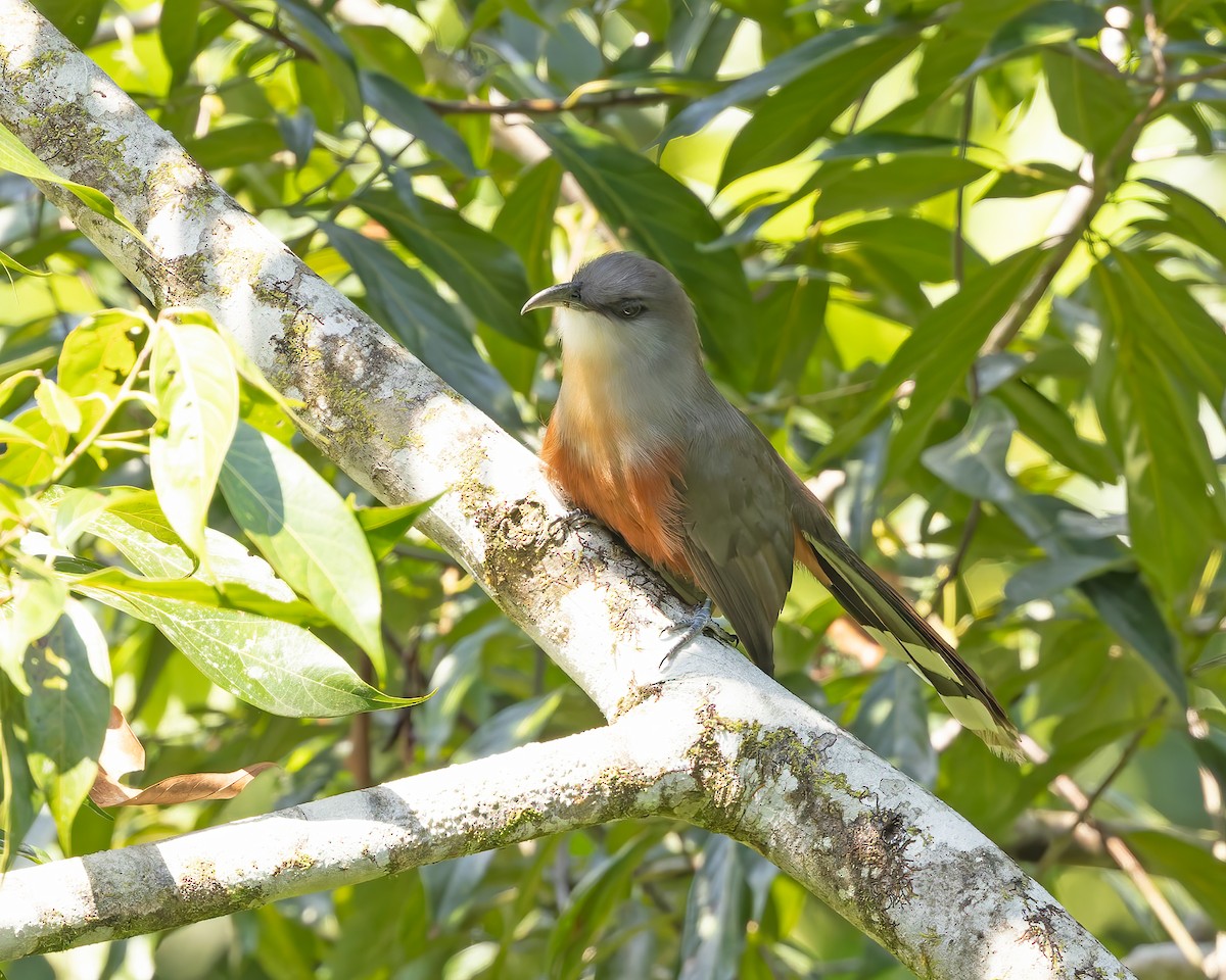 Chestnut-bellied Cuckoo - ML644345784