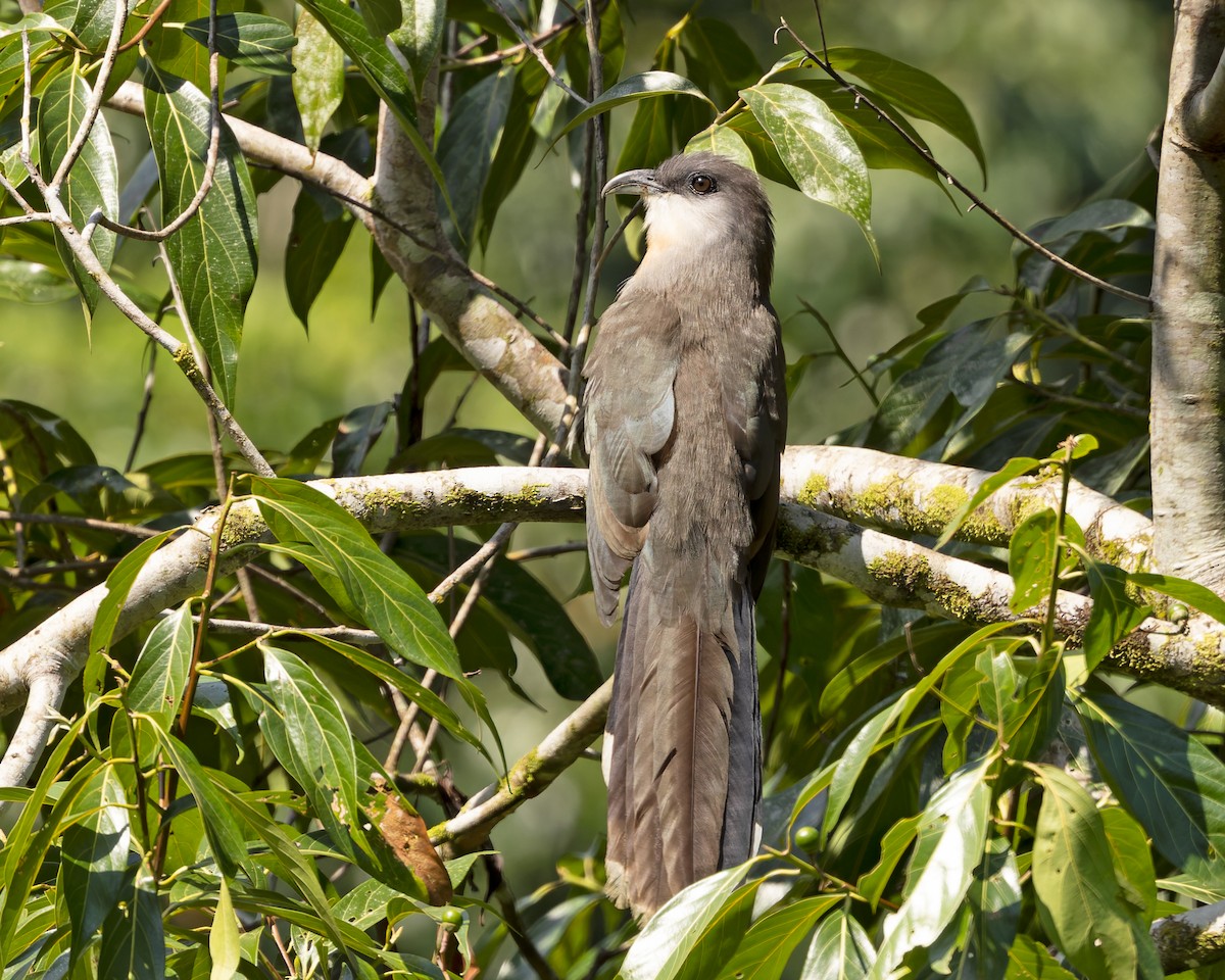 Chestnut-bellied Cuckoo - ML644345785