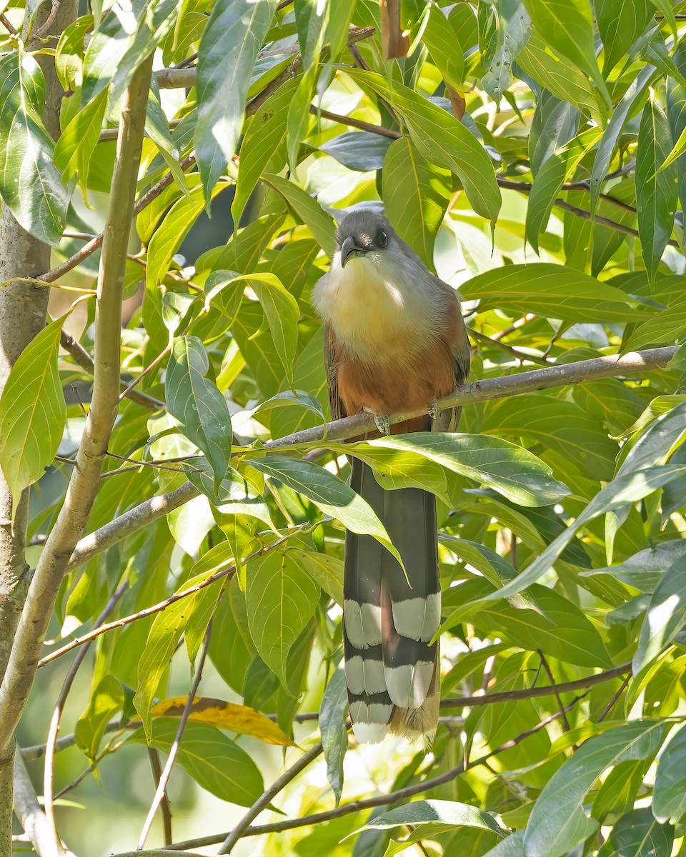 Chestnut-bellied Cuckoo - ML644345786
