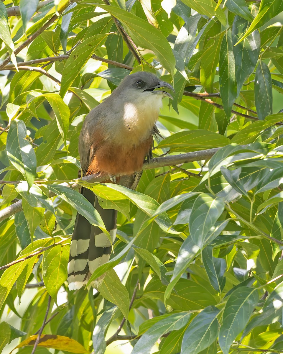 Chestnut-bellied Cuckoo - ML644345787