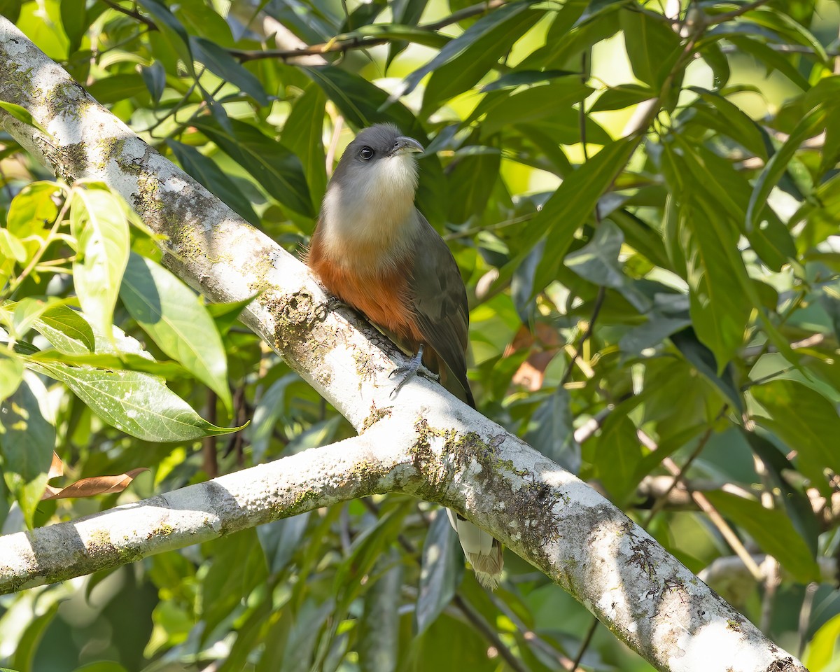 Chestnut-bellied Cuckoo - ML644345789