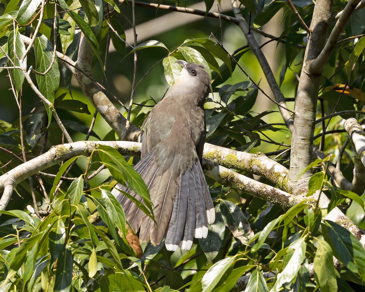 Chestnut-bellied Cuckoo - ML644345790