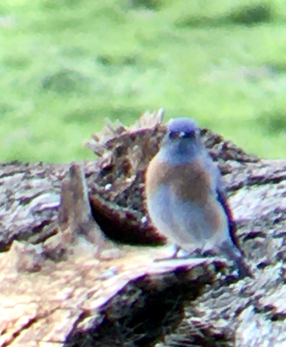 Western Bluebird - ML644345794