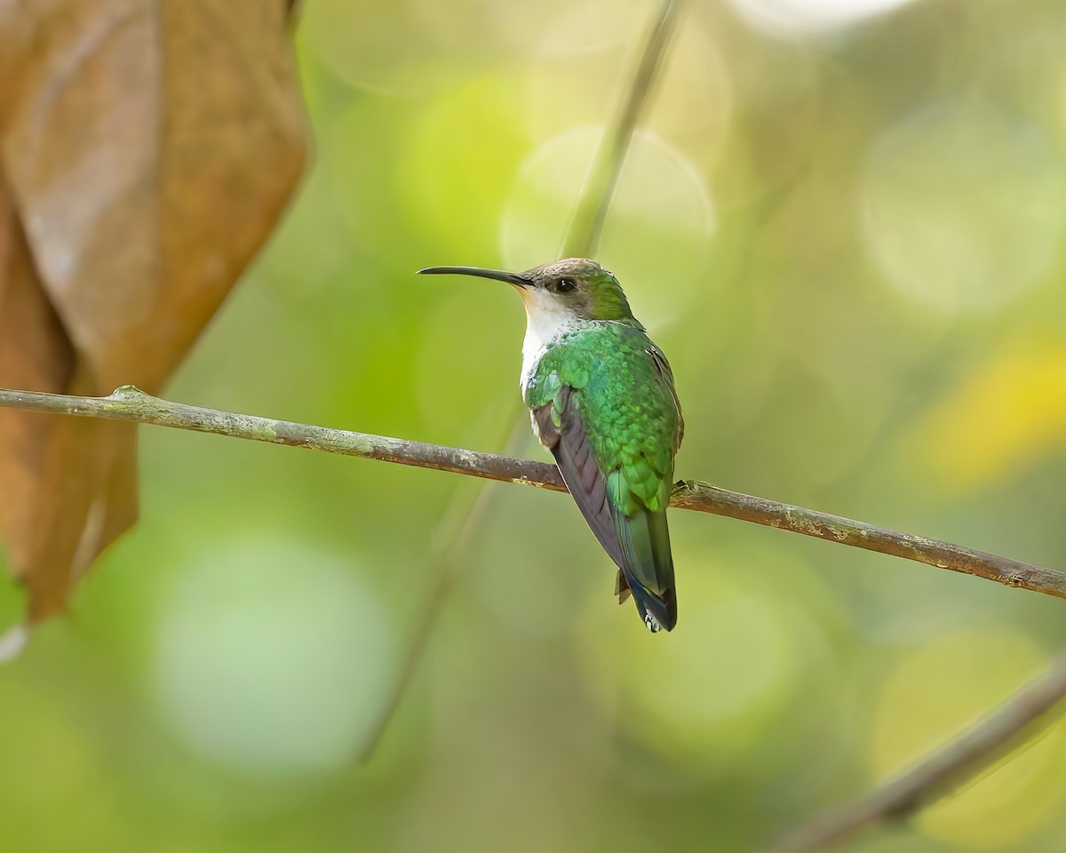 Колібрі чорнодзьобий - ML644345797