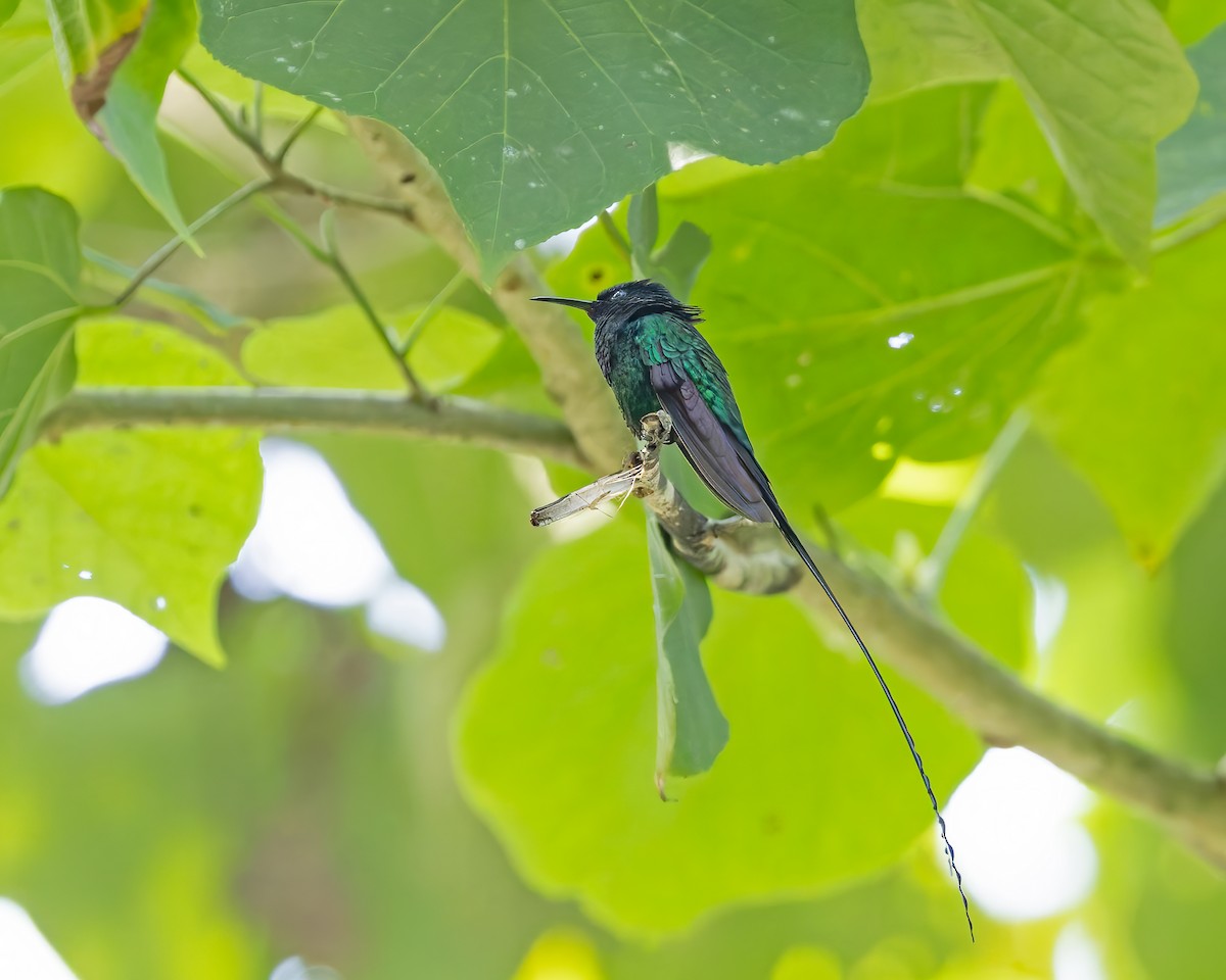 Колібрі чорнодзьобий - ML644345799