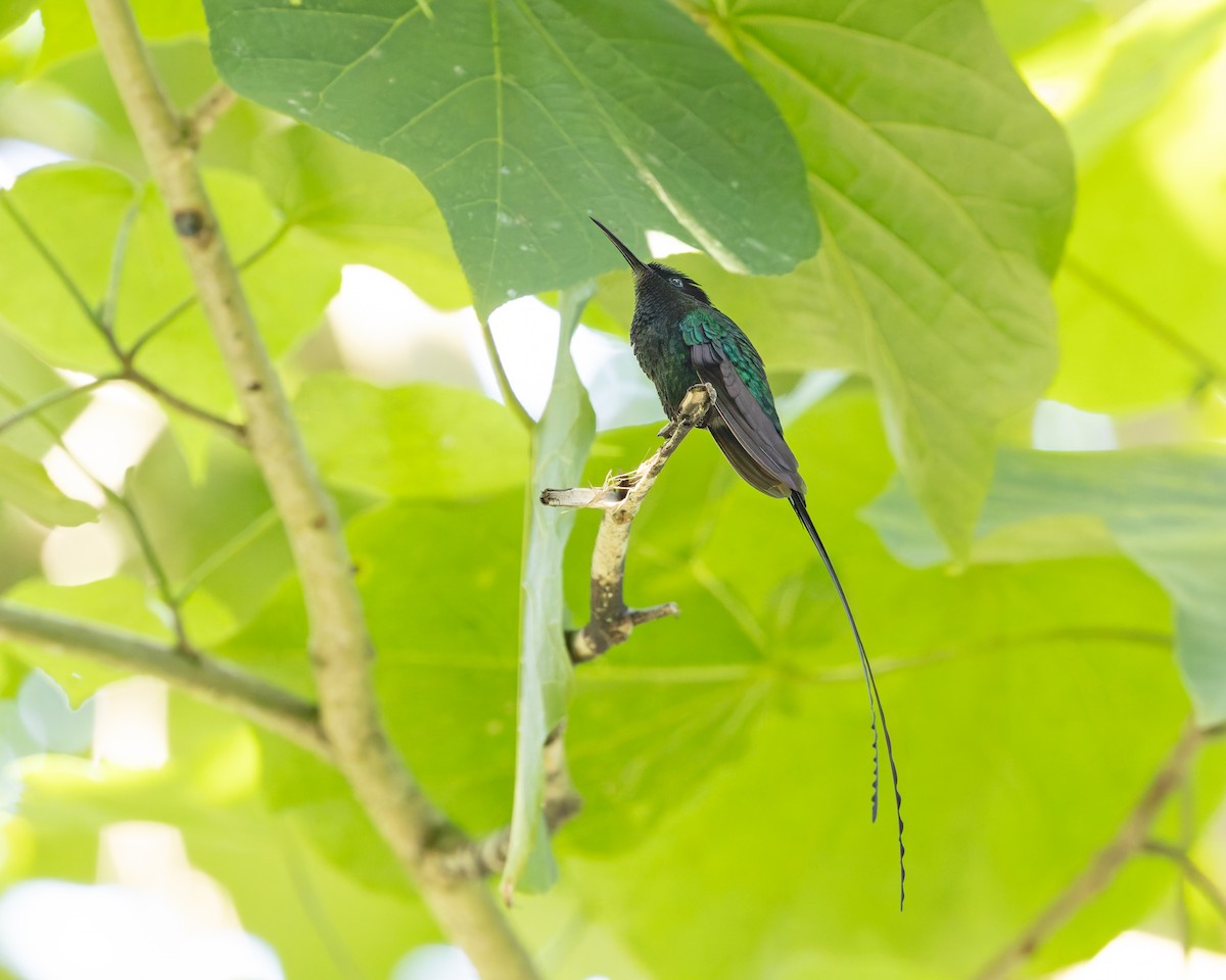 Колібрі чорнодзьобий - ML644345800