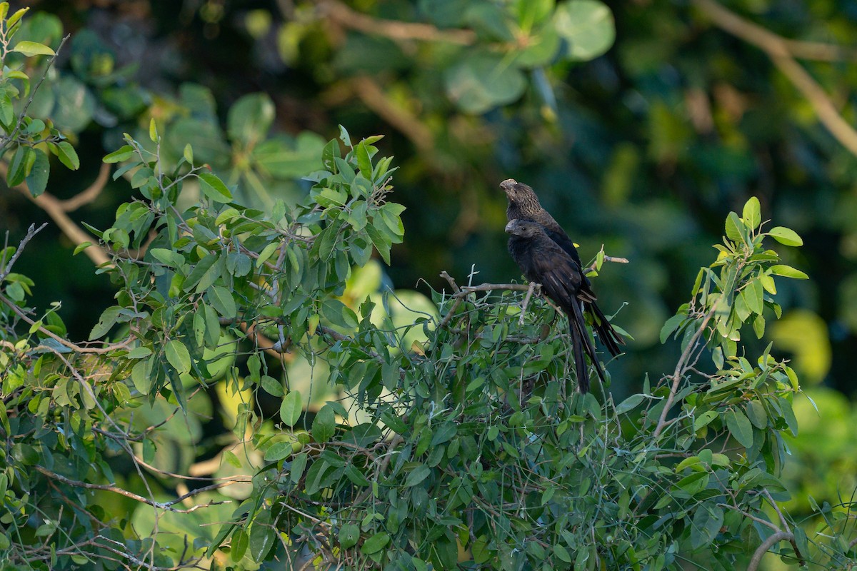 Ani à bec lisse - ML644345802