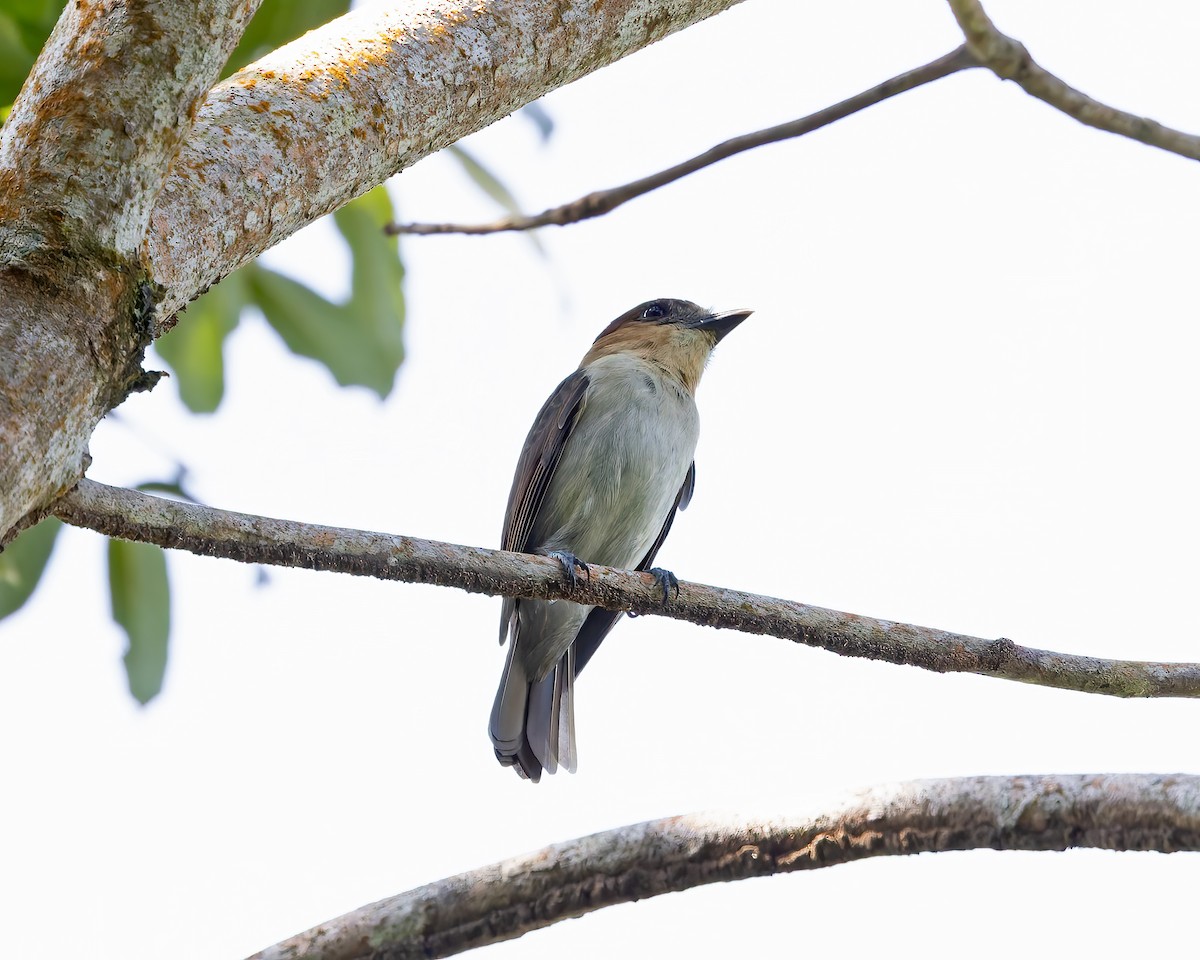 Jamaican Becard - ML644345809