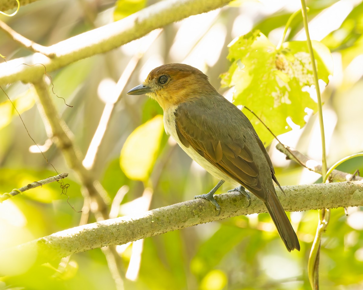 Jamaican Becard - ML644345810