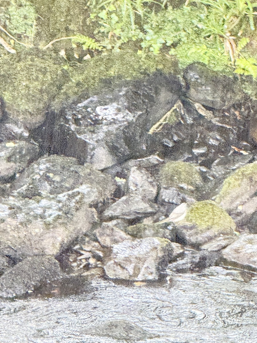 Gray Wagtail - ML644345813