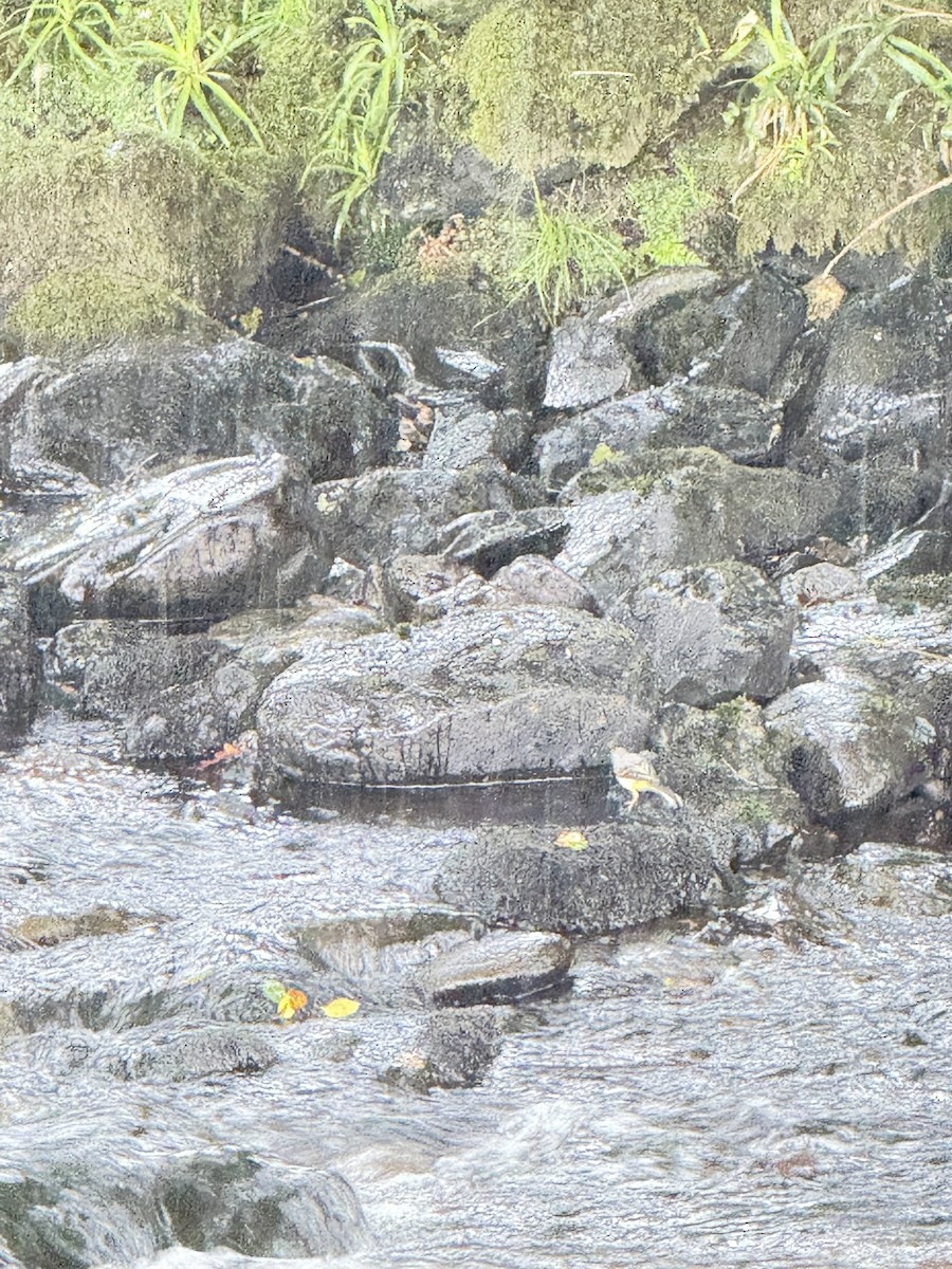 Gray Wagtail - ML644345814