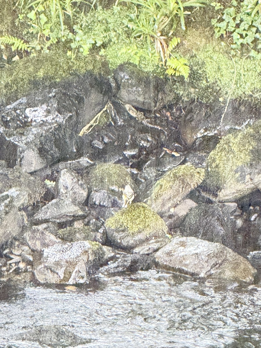 Gray Wagtail - ML644345815