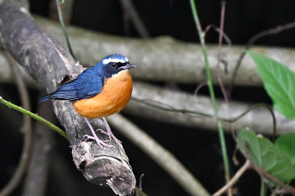 Indian Blue Robin - ML644345817