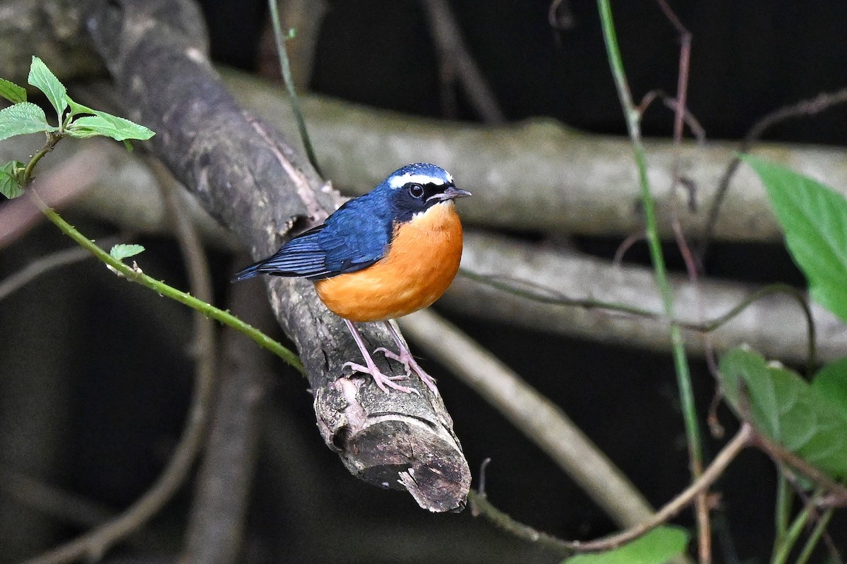 Indian Blue Robin - ML644345818