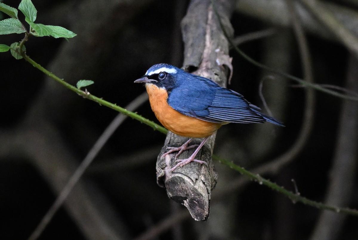 Indian Blue Robin - ML644345819