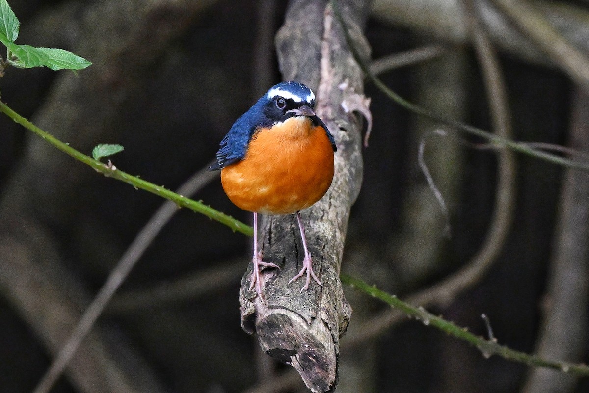 Indian Blue Robin - ML644345820