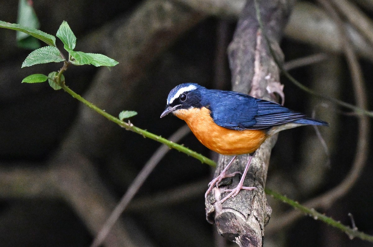 Indian Blue Robin - ML644345821