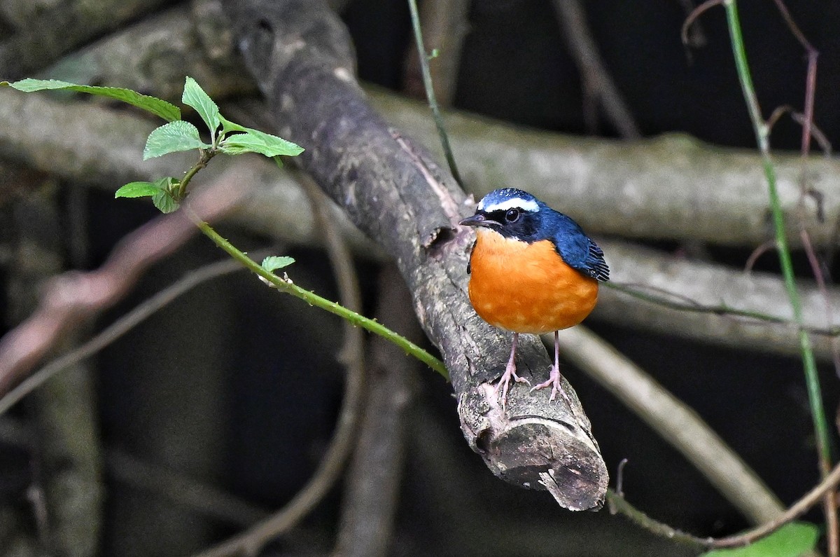 Indian Blue Robin - ML644345822