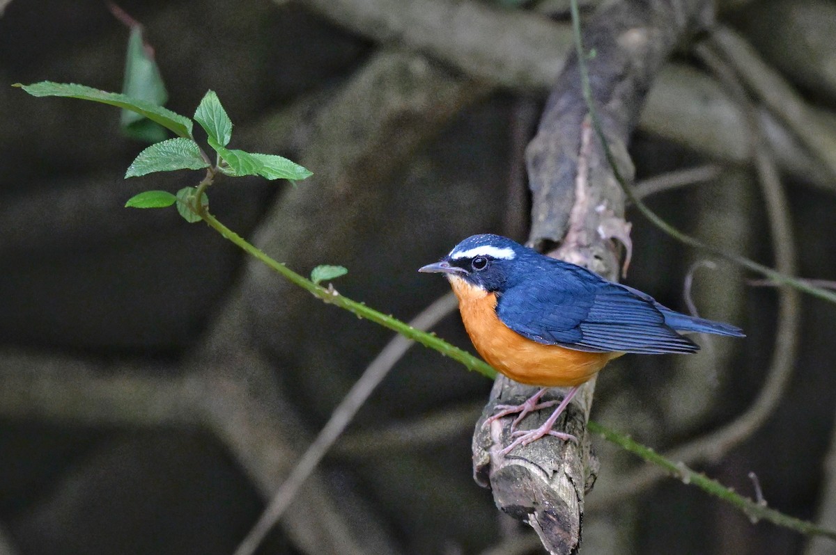 Indian Blue Robin - ML644345823